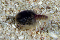 Infraorder Brachyura (Larval Crab (Megalopa Stage))