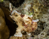 Antennarius maculatus (Warty Frogfish)