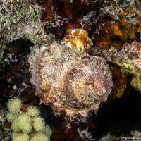 Turbo chrysostomus (Goldmouth Turban)