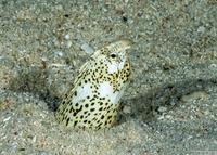 Callechelys marmorata (Marbled Snake Eel)
