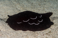 Pleurobranchus forskalii (Forsskal's Pleurobranch)