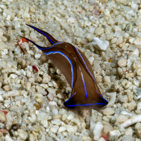 Chelidonura varians (Blue Edge Headshield Slug)
