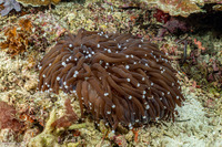 Euphyllia glabrescens (Euphyllia Glabrescens)