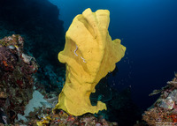 Ianthella basta (Elephant Ear Sponge)