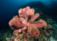 Theonella swinhoei (Brown Tube Sponge)