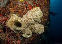 Diacarnus sp.2 (Diacarnus sp.2)