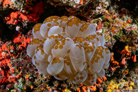 Waminoa sp.1 (Waminoa sp.1)