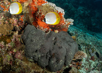 Coscinoderma mathewsi (Coscinoderma Mathewsi)