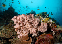 Dendrilla rosea (Dendrilla Rosea)