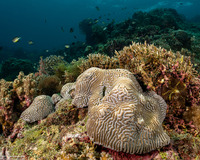 Platygyra lamellina (Hard Brain Coral)