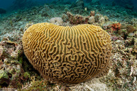 Platygyra sinensis (Platygyra Sinensis)