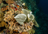 Haliclona fascigera (Haliclona Fascigera)