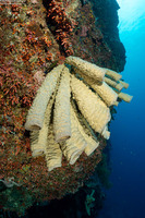 Callyspongia sp.3 (Callyspongia sp.3)