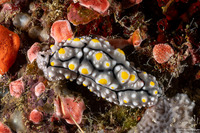 Phyllidia elegans (Elegant Phyllidia)