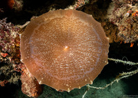 Amplexidiscus fenestrafer (Giant Cup Mushroom Coral)