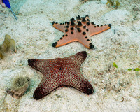 Protoreaster nodosus (Chocolate Chip Sea Star)