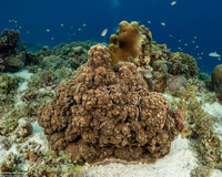 Montipora turtlensis (Montipora Turtlensis)