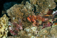 Pterois antennata (Spotfin Lionfish)