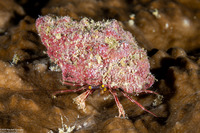 Pylopaguropsis fimbriata (Tasseled Hermit Crab)