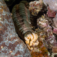 Opheodesoma spectabilis (Conspicuous Sea Cucumber)