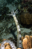 Euapta godeffroyi (Lion's Paw Sea Cucumber)