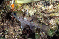 Pristicon trimaculatus (Threespot Cardinalfish)