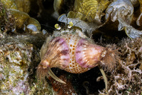Dardanus deformis (Pale Anemone Hermit Crab)