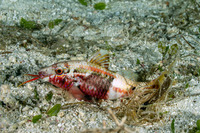 Parupeneus barberinoides (Bicolor Goatfish)