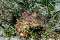 Calliactis polypus (Hermit Crab Anemone)