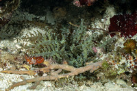 Megalactis hemprichii (Bali Fire Anemone)