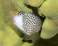 Calpurnus verrucosus (Umbilical Egg Shell)