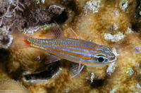 Ostorhinchus rubrimacula (Rubyspot Cardinalfish)