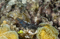 Heteropenaeus longimanus (Long-Arm Shrimp)