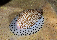 Calpurnus verrucosus (Umbilical Egg Shell)