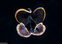 Pseudobiceros hancockanus (Hancock's Flatworm)