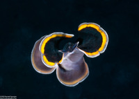 Pseudobiceros hancockanus (Hancock's Flatworm)