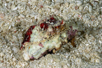 Calappa gallus (Rough Box Crab)