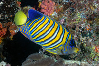 Pygoplites diacanthus (Regal Angelfish)