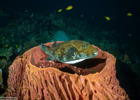 Arothron caeruleopunctatus (Blue-Spotted Puffer)