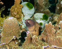 Gymnothorax thyrsoideus (White-Eyed Moray)