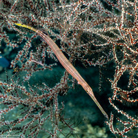 Aulostomus chinensis (Trumpetfish)