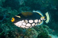 Balistoides conspicillum (Clown Triggerfish)