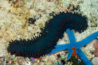 Stichopus chloronotus (Greenfish Sea Cucumber)