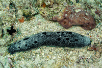 Holothuria atra (Black Sea Cucumber)