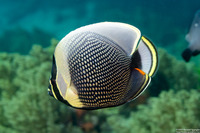 Chaetodon reticulatus (Reticulated Butterflyfish)