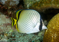 Chaetodon vagabundus (Vagabond Butterflyfish)