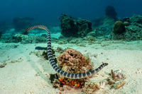 Laticauda semifasciata (Chinese Sea Snake)