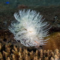 Sabellastarte sp.1 (Feather Duster Worm)