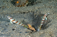 Amblyeleotris diagonalis (Slantbar Shrimpgoby)