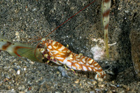 Alpheus bellulus (Tiger Snapping Shrimp)
